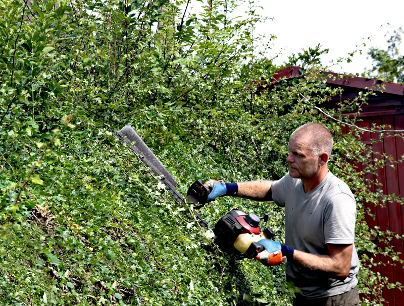 Photo of man cutting ivy