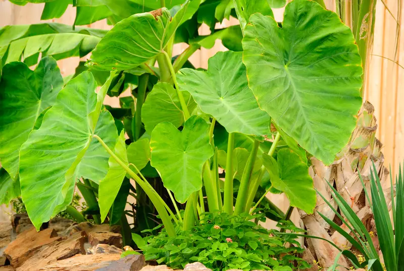 Photo of an elephant ear plant