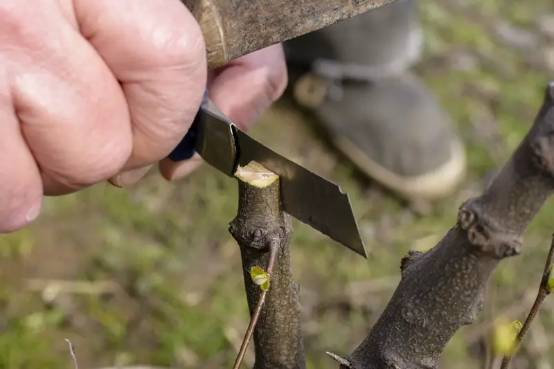 Photo of a grafting knife cutting into a branch