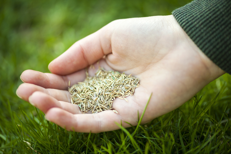 Photo of a handful of grass seed