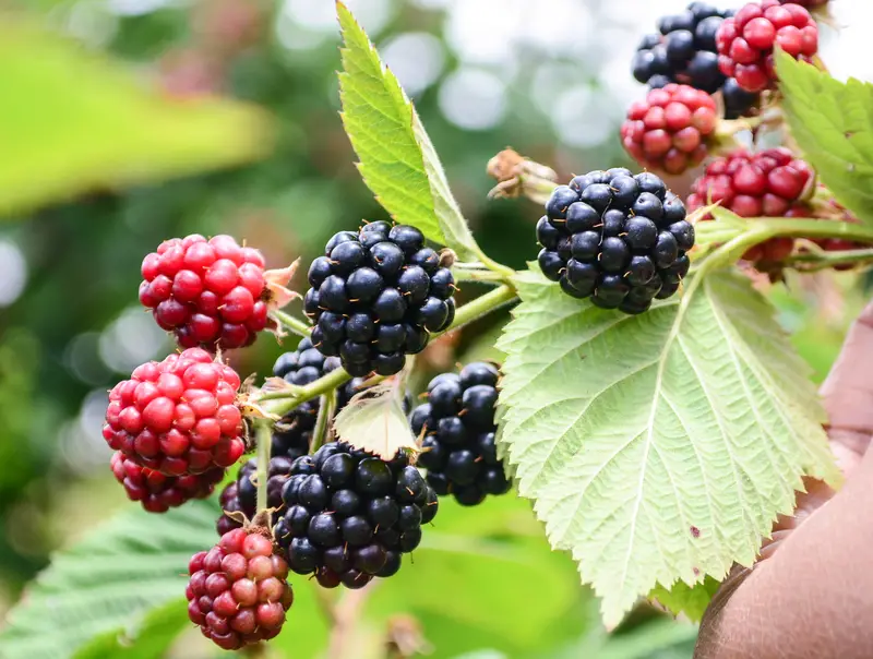 Photo of blackberries upclose
