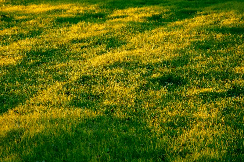 Photo of green grass