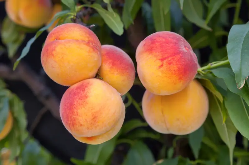 Photo of a bunch of peaches on a tree