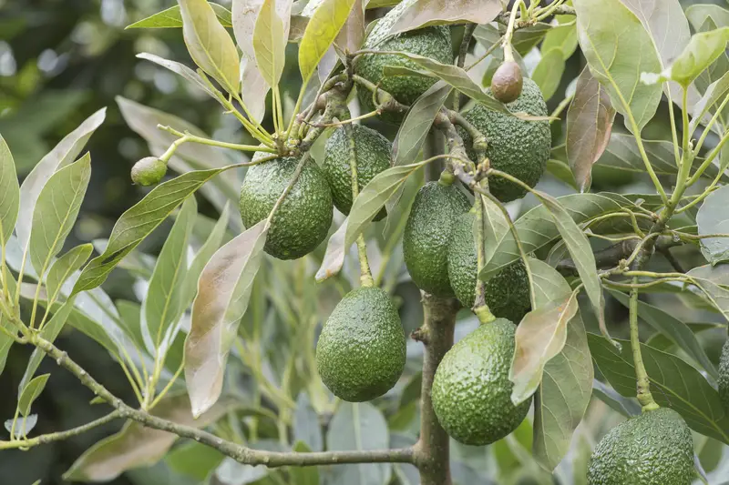Photo of avocado tree