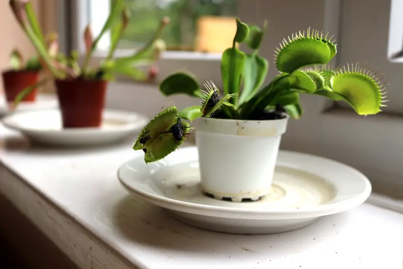 Photo of a venus fly trap sitting on a saucer