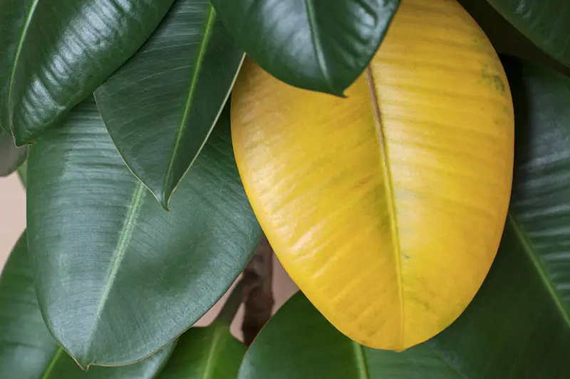 Up close photo of a rubber plant with a yellow leaf