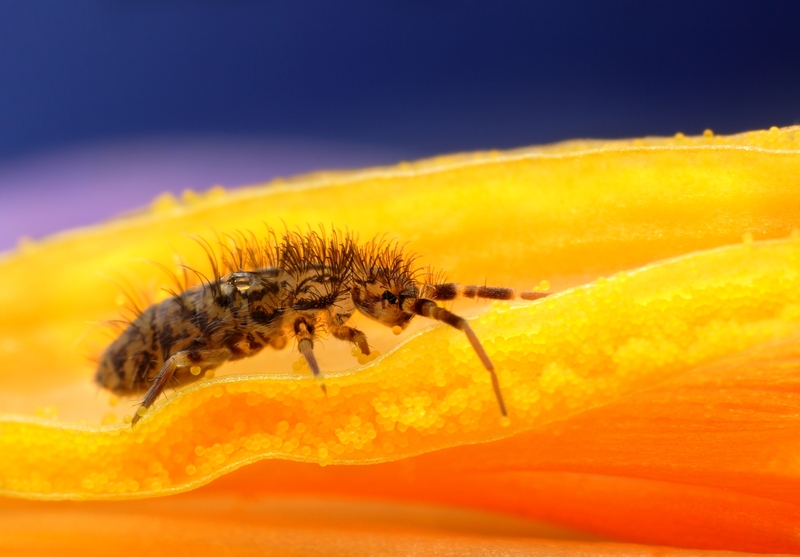 Up close photo of a Springtail