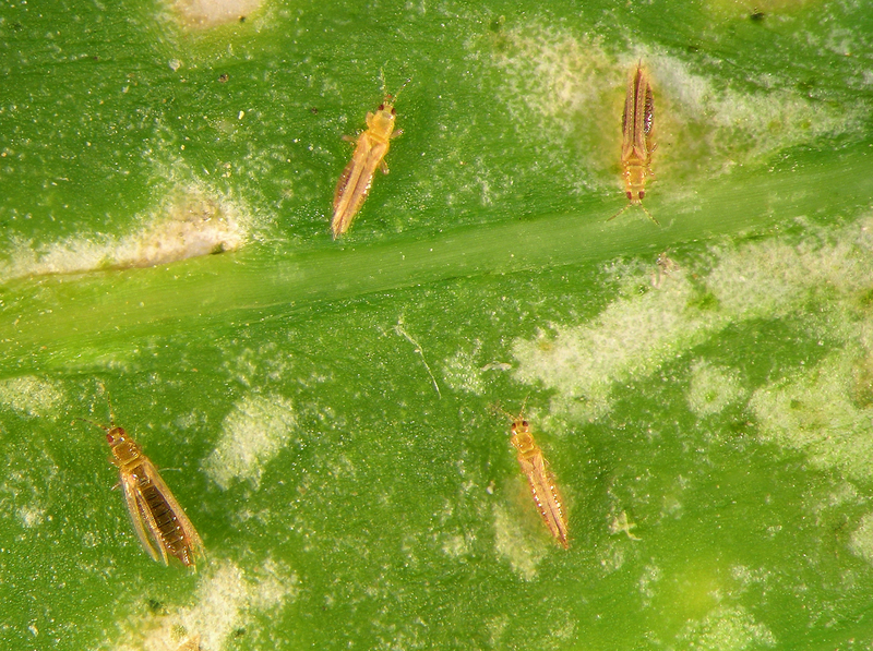 Photo of Thrips