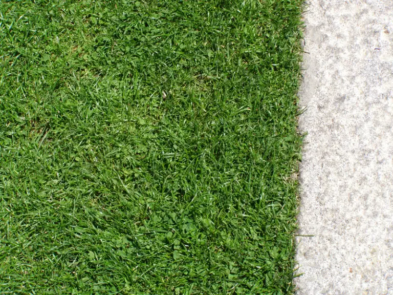 How to Turn Garden Grass to Rocks The Complete Guide Big Organic Garden