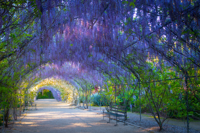 Photo of Wisteria hanging over a pathway