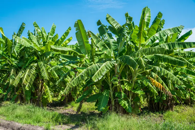 Photo of banana trees