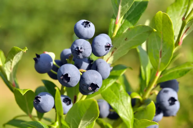 Photo of blueberry bush