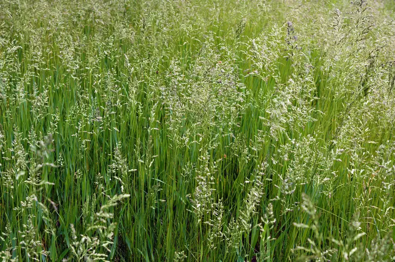 Photo of Fescue