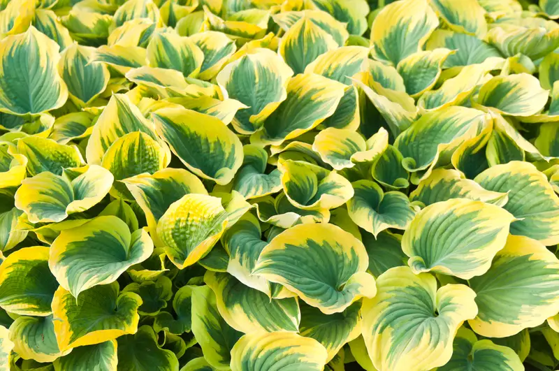 Photo of Hosta Leaves