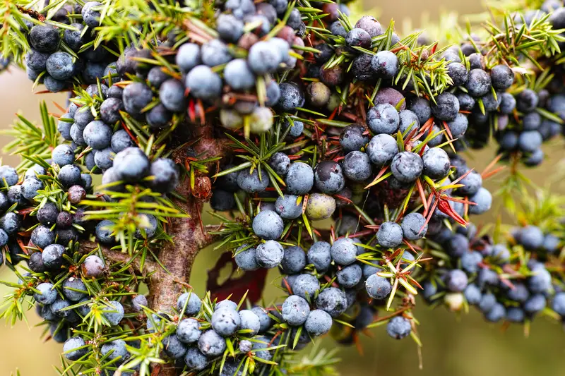 photo of Juniper berries