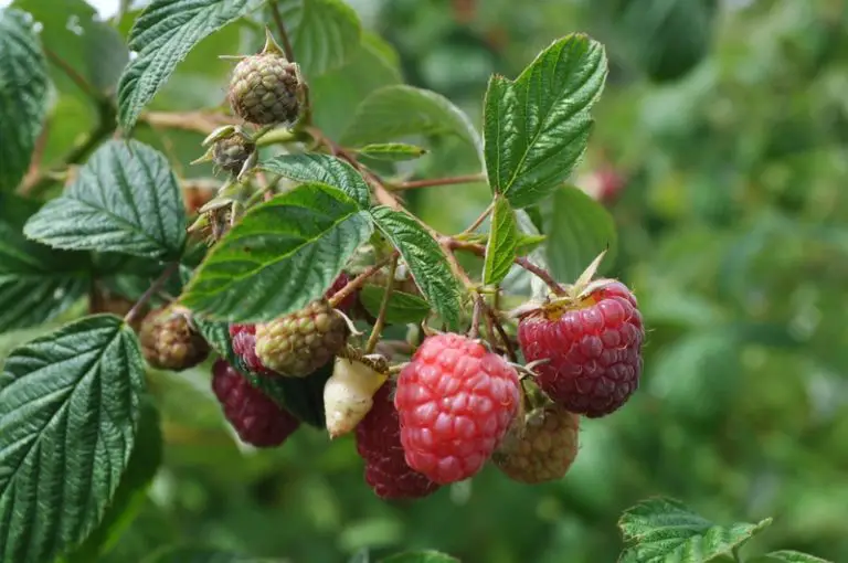 White Spots on Raspberries – Reasons & Remedies – Big Organic Garden