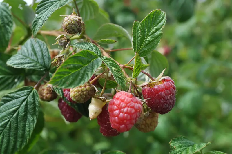 Photo of raspberries on the bush