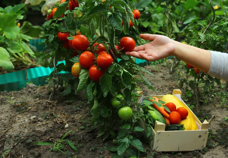 Photo of a tomato plant