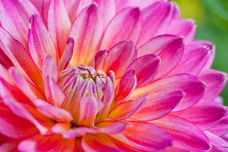 Photo of Dahlia flower