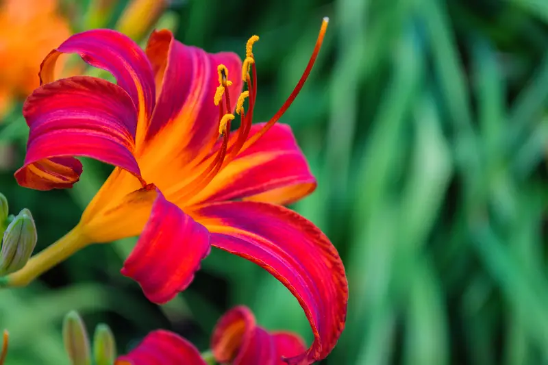 Photo of Daylilies