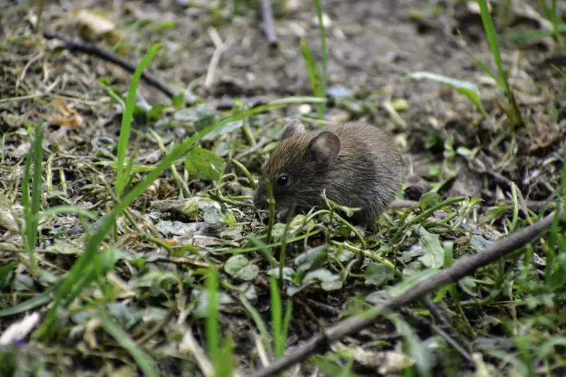 Photo of Vole