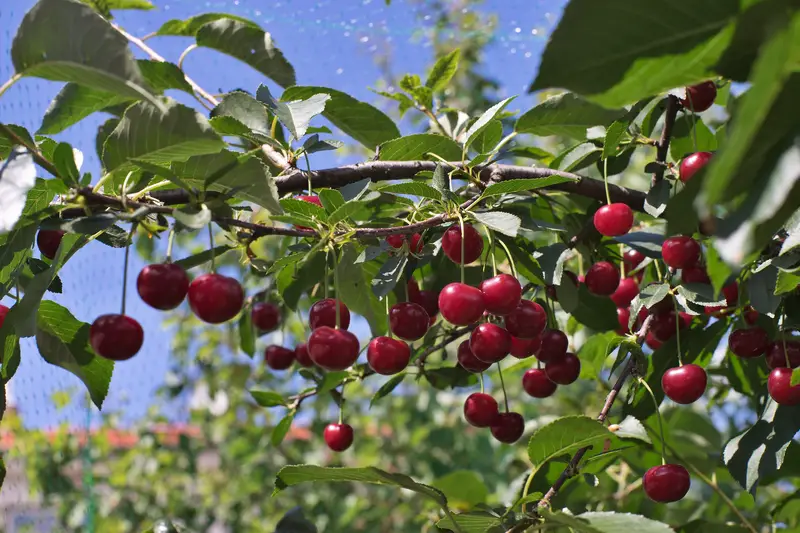 Photo of cherry tree leaves with cherries