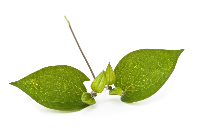Photo of Clematis leaves