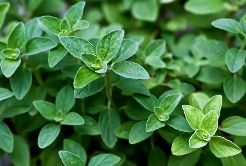 Photo of Italian Oregano