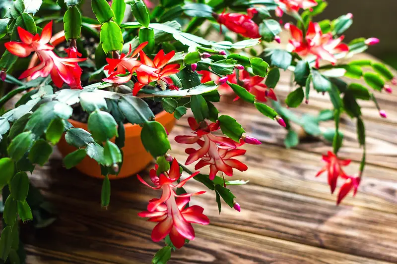 Photo of Christmas Cactus