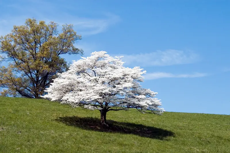 Photo of dogwood tree