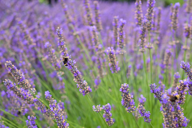 Photo of Lavender Plants