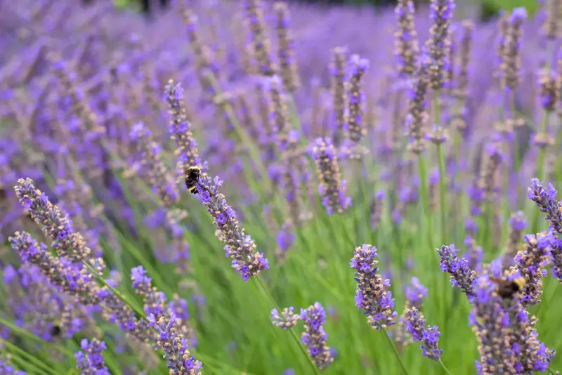 Photo of Lavender Plants