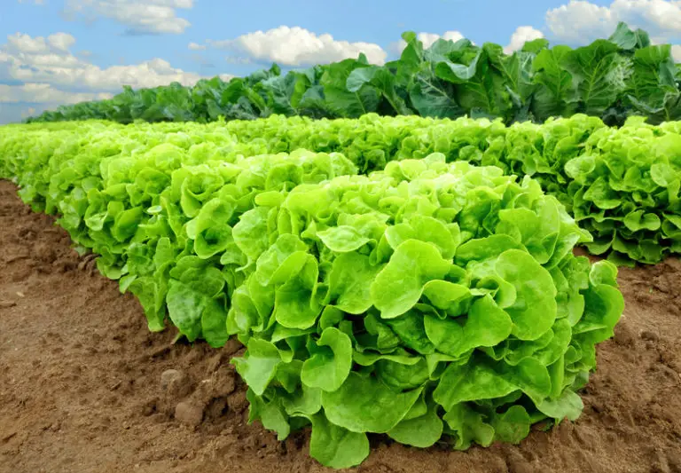 4 Astonishing Reasons Behind Lettuce Turning Red Big Organic Garden
