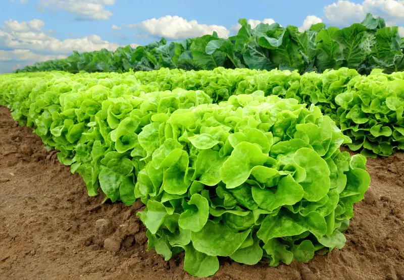 Photo of lettuce growing in rows