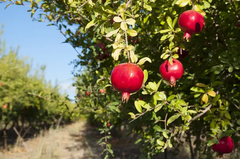 Photo of a Pomegranate Tree