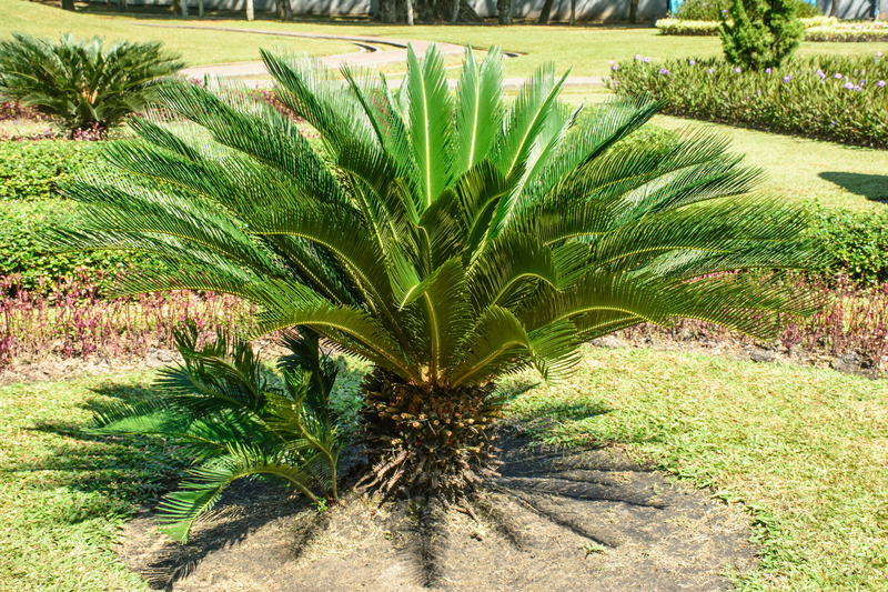 Photo of a Sago Palm