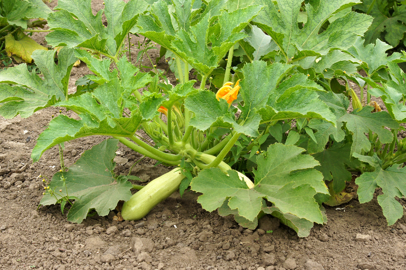 Photo of squash plant