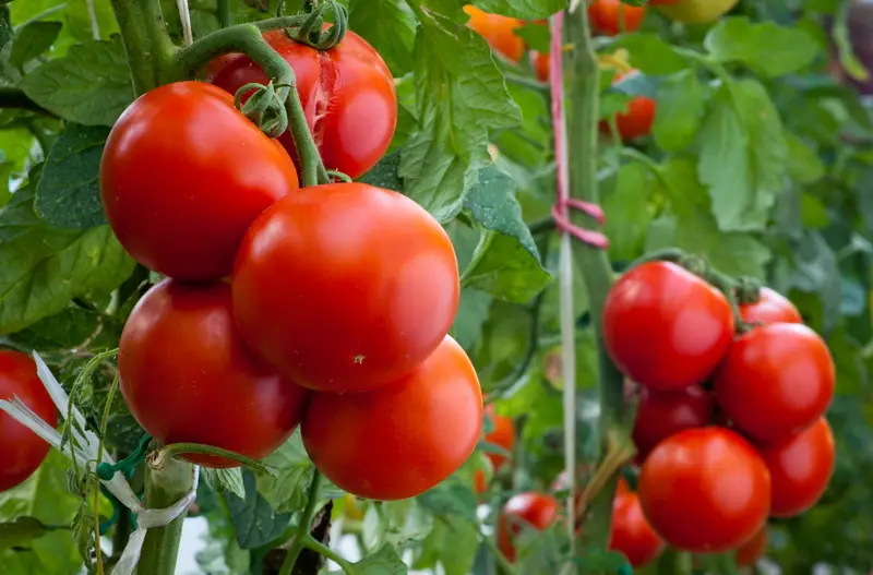 Photo of Tomatoes growing on the vine