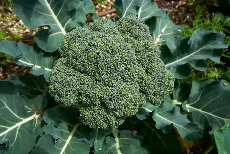 Why Is Broccoli Turning Yellow? Problem Solved! Big Organic Garden
