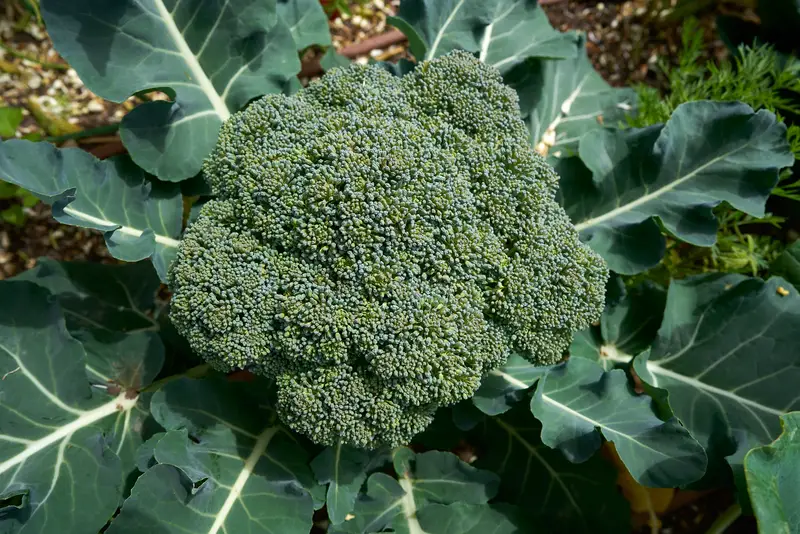 Photo of broccoli plant