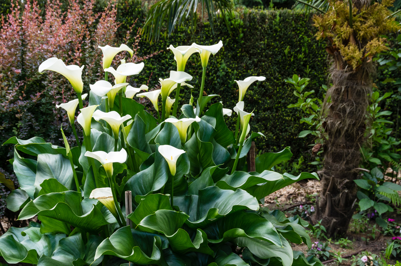 Photo of a Calla Lily Plant