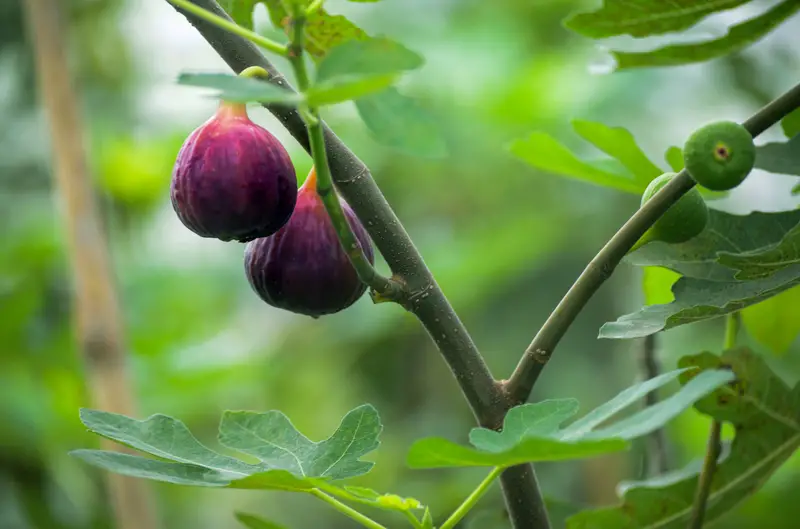 Photo of a Fig