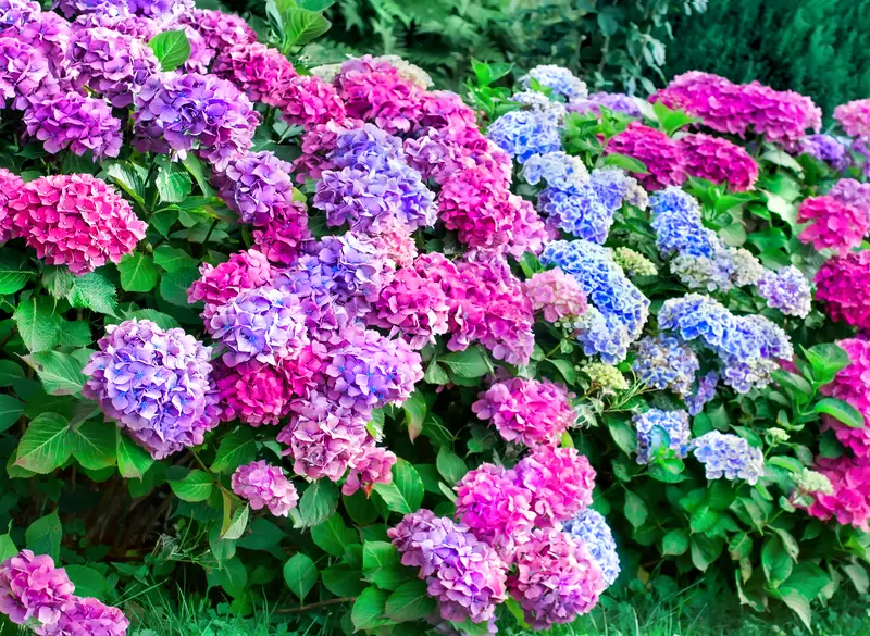 Photo of Hydrangea Bushes