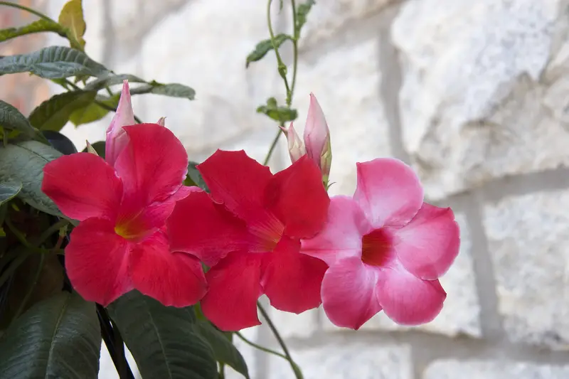 Photo of Mandevilla set against a wall