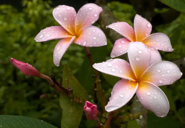 Plumeria Leaves Turning Yellow Why and What to Do Big Organic Garden