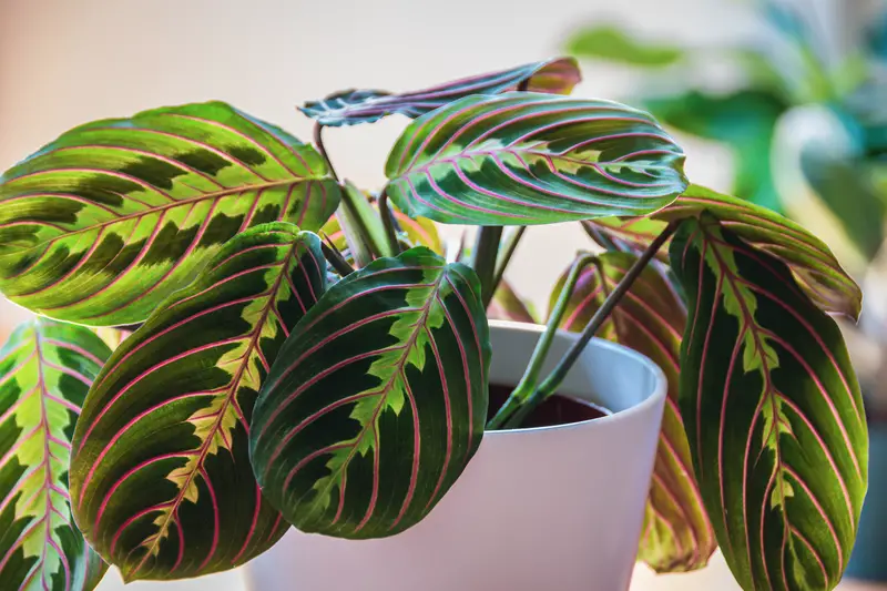 Photo of a Prayer Plant