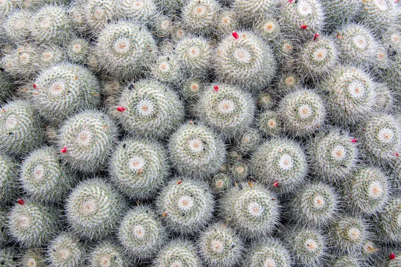 photo of a batch of white cactus