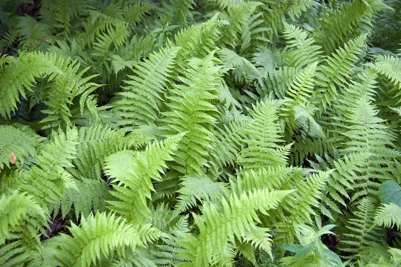 Photo of ferns