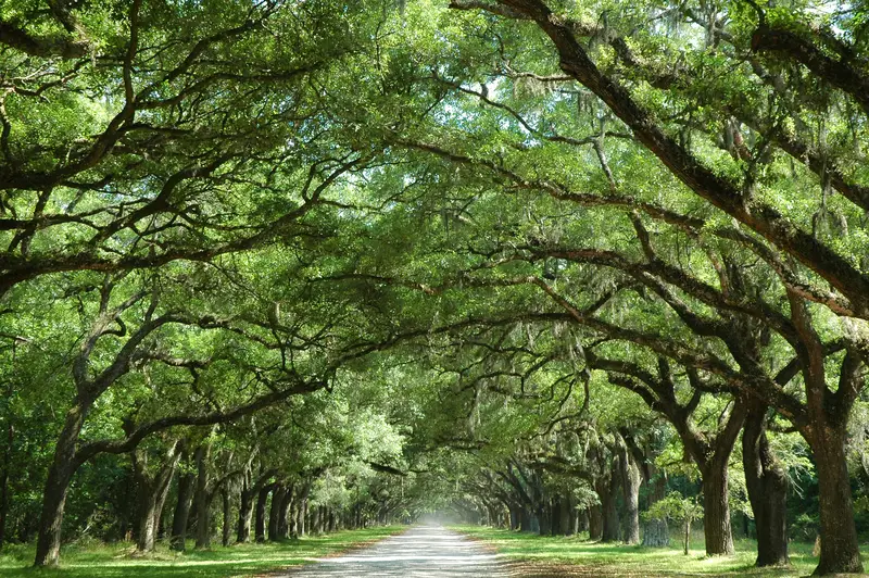 Photo of Oak Trees