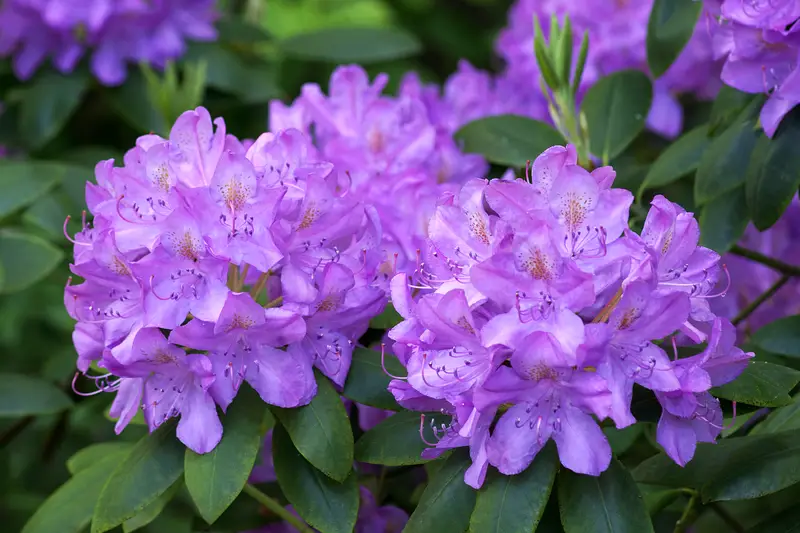Photo of Rhododendron